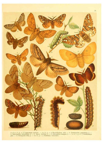 Reproducción/Reproduction 6059077434: Fr. Berge's Schmetterlingsbuch nach dem gegenwärtigen Stande der Lepidopterologie neu bearb. und hrsg. von Professor Dr. H. Rebel ... Stuttgart,E. Schweizerbart,1910