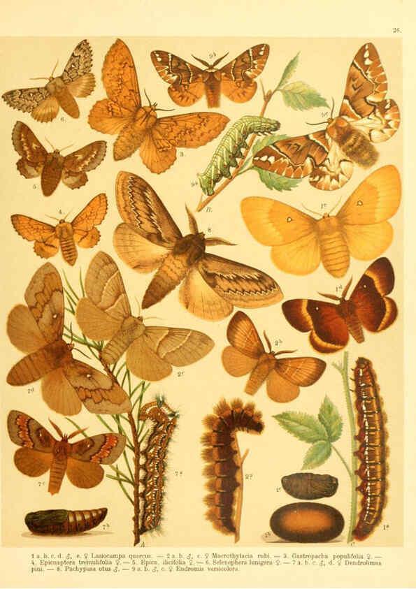 Reproducción/Reproduction 6059077434: Fr. Berge's Schmetterlingsbuch nach dem gegenwärtigen Stande der Lepidopterologie neu bearb. und hrsg. von Professor Dr. H. Rebel ... Stuttgart,E. Schweizerbart,1910