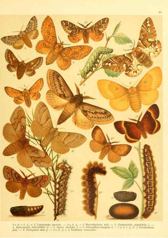 Reproducción/Reproduction 6059077434: Fr. Berge's Schmetterlingsbuch nach dem gegenwärtigen Stande der Lepidopterologie neu bearb. und hrsg. von Professor Dr. H. Rebel ... Stuttgart,E. Schweizerbart,1910