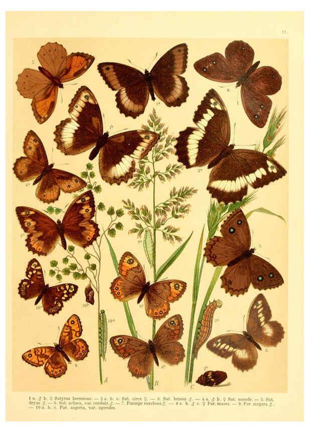 Reproducción/Reproduction 6058526865: Fr. Berge's Schmetterlingsbuch nach dem gegenwärtigen Stande der Lepidopterologie neu bearb. und hrsg. von Professor Dr. H. Rebel ... Stuttgart,E. Schweizerbart,1910