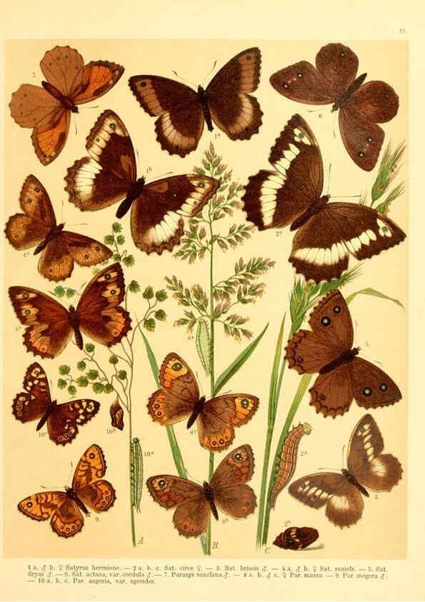 Reproducción/Reproduction 6058526865: Fr. Berge's Schmetterlingsbuch nach dem gegenwärtigen Stande der Lepidopterologie neu bearb. und hrsg. von Professor Dr. H. Rebel ... Stuttgart,E. Schweizerbart,1910