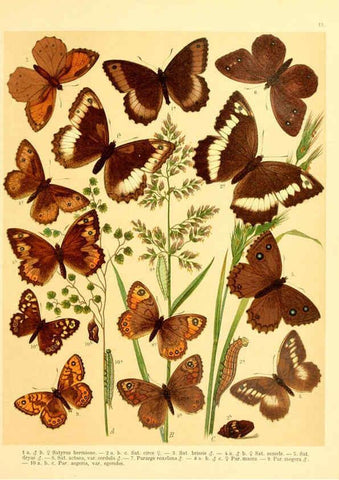 Reproducción/Reproduction 6058526865: Fr. Berge's Schmetterlingsbuch nach dem gegenwärtigen Stande der Lepidopterologie neu bearb. und hrsg. von Professor Dr. H. Rebel ... Stuttgart,E. Schweizerbart,1910
