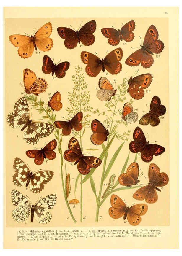 Reproducción/Reproduction 6058526745: Fr. Berge's Schmetterlingsbuch nach dem gegenwärtigen Stande der Lepidopterologie neu bearb. und hrsg. von Professor Dr. H. Rebel ... Stuttgart,E. Schweizerbart,1910