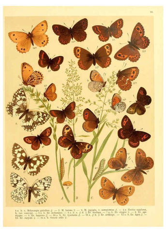 Reproducción/Reproduction 6058526745: Fr. Berge's Schmetterlingsbuch nach dem gegenwärtigen Stande der Lepidopterologie neu bearb. und hrsg. von Professor Dr. H. Rebel ... Stuttgart,E. Schweizerbart,1910