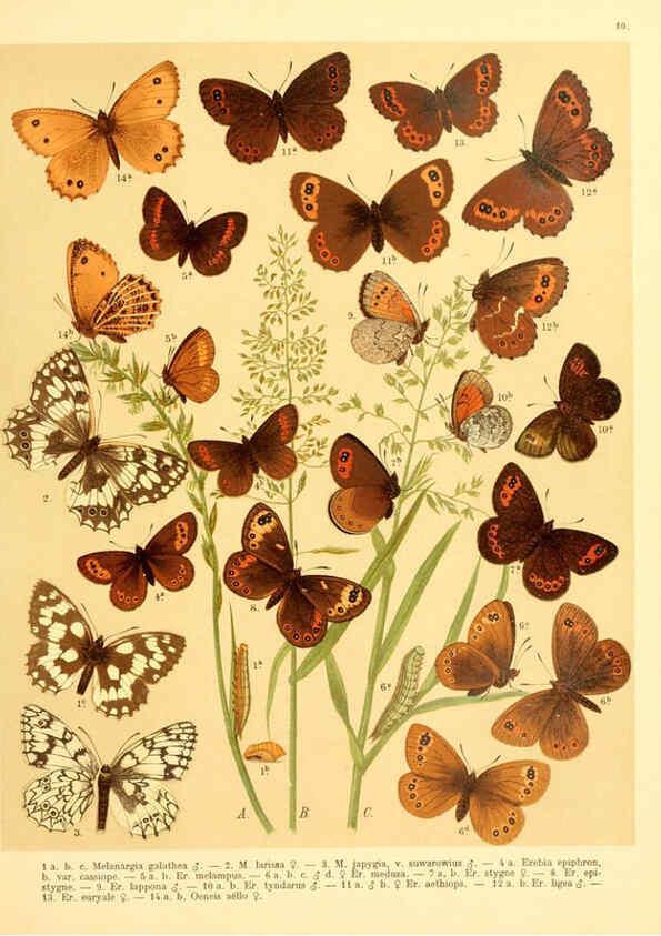 Reproducción/Reproduction 6058526745: Fr. Berge's Schmetterlingsbuch nach dem gegenwärtigen Stande der Lepidopterologie neu bearb. und hrsg. von Professor Dr. H. Rebel ... Stuttgart,E. Schweizerbart,1910