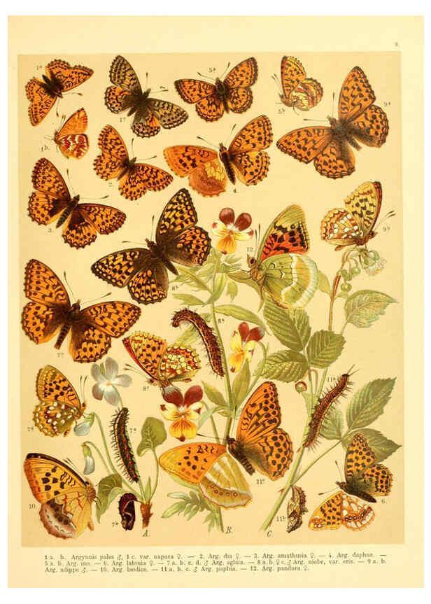 Reproducción/Reproduction 6059074556: Fr. Berge's Schmetterlingsbuch nach dem gegenwärtigen Stande der Lepidopterologie neu bearb. und hrsg. von Professor Dr. H. Rebel ... Stuttgart,E. Schweizerbart,1910