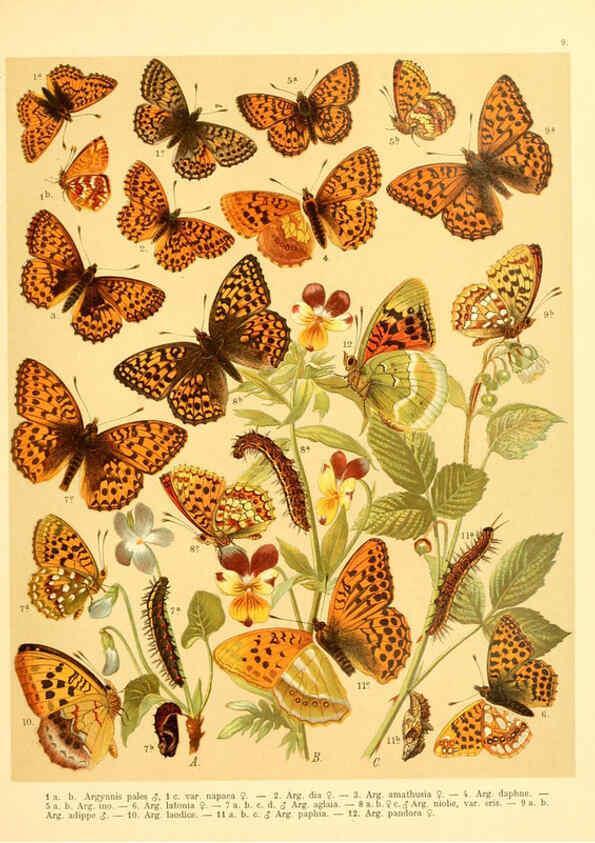 Reproducción/Reproduction 6059074556: Fr. Berge's Schmetterlingsbuch nach dem gegenwärtigen Stande der Lepidopterologie neu bearb. und hrsg. von Professor Dr. H. Rebel ... Stuttgart,E. Schweizerbart,1910