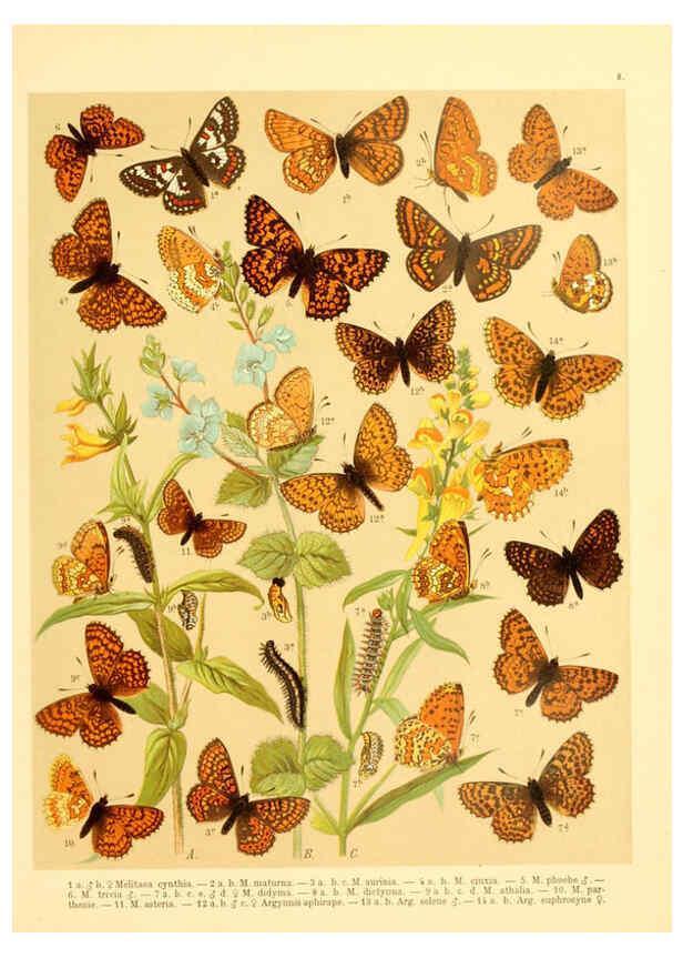 Reproducción/Reproduction 6059074304: Fr. Berge's Schmetterlingsbuch nach dem gegenwärtigen Stande der Lepidopterologie neu bearb. und hrsg. von Professor Dr. H. Rebel ... Stuttgart,E. Schweizerbart,1910