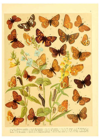 Reproducción/Reproduction 6059074304: Fr. Berge's Schmetterlingsbuch nach dem gegenwärtigen Stande der Lepidopterologie neu bearb. und hrsg. von Professor Dr. H. Rebel ... Stuttgart,E. Schweizerbart,1910