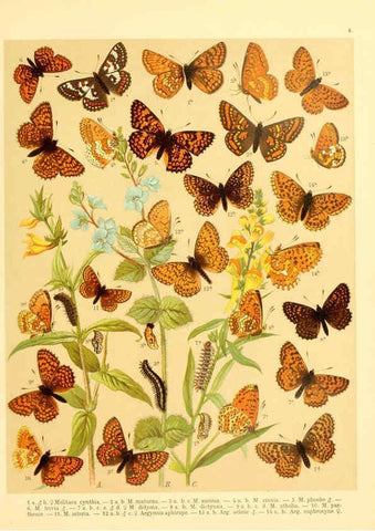 Reproducción/Reproduction 6059074304: Fr. Berge's Schmetterlingsbuch nach dem gegenwärtigen Stande der Lepidopterologie neu bearb. und hrsg. von Professor Dr. H. Rebel ... Stuttgart,E. Schweizerbart,1910