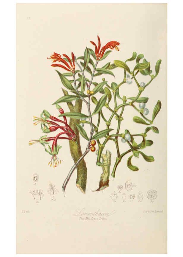 Reproducción/Reproduction 6058493903: Illustrations of the natural orders of plants with groups and descriptions. v.1 London :Sampson Low, Son, and Marston,1868