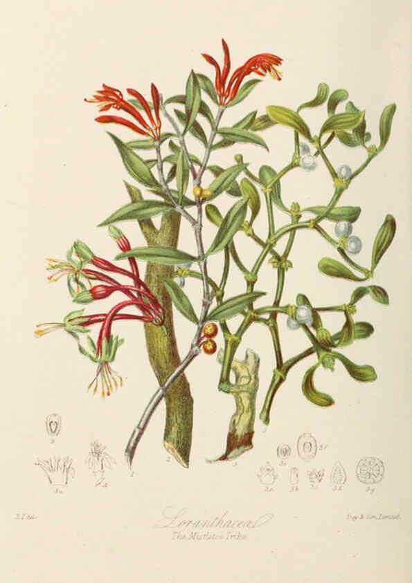 Reproducción/Reproduction 6058493903: Illustrations of the natural orders of plants with groups and descriptions. v.1 London :Sampson Low, Son, and Marston,1868