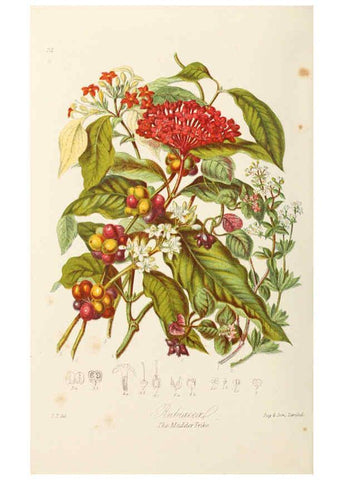 Reproducción/Reproduction 6058494155: Illustrations of the natural orders of plants with groups and descriptions. v.1 London :Sampson Low, Son, and Marston,1868
