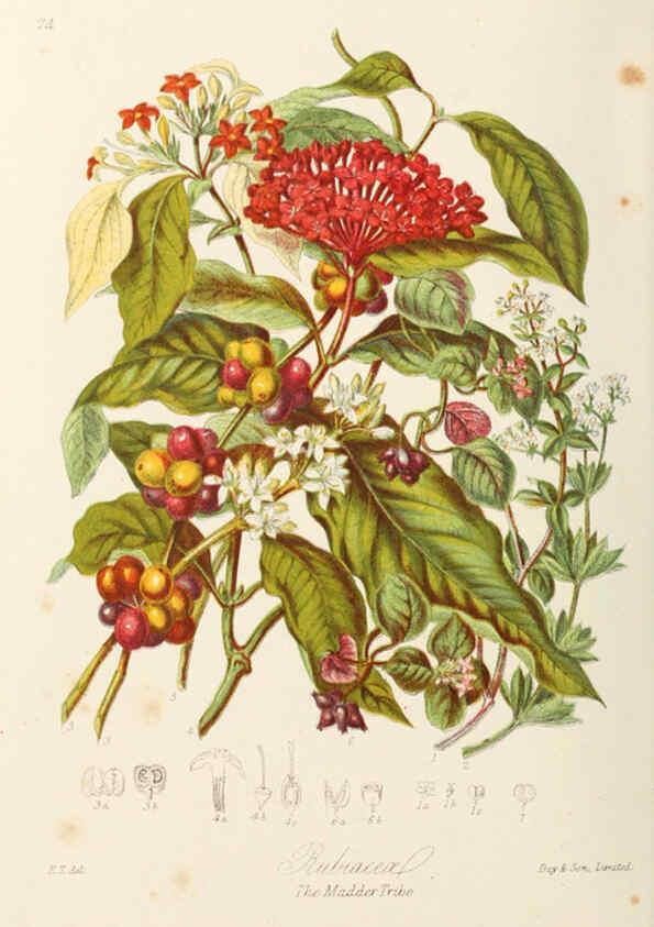 Reproducción/Reproduction 6058494155: Illustrations of the natural orders of plants with groups and descriptions. v.1 London :Sampson Low, Son, and Marston,1868