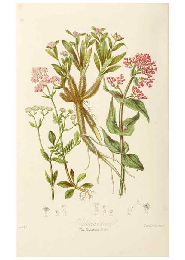 Reproducción/Reproduction 6058494431: Illustrations of the natural orders of plants with groups and descriptions. v.1 London :Sampson Low, Son, and Marston,1868