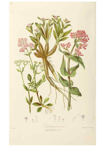 Reproducción/Reproduction 6058494431: Illustrations of the natural orders of plants with groups and descriptions. v.1 London :Sampson Low, Son, and Marston,1868