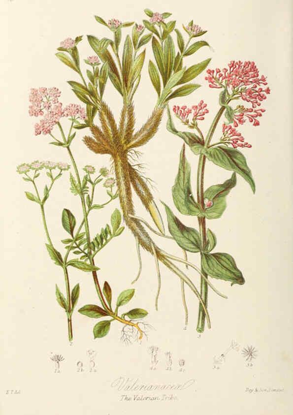 Reproducción/Reproduction 6058494431: Illustrations of the natural orders of plants with groups and descriptions. v.1 London :Sampson Low, Son, and Marston,1868