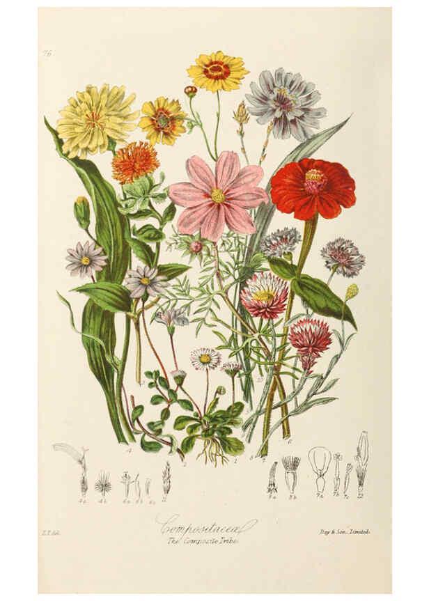 Reproducción/Reproduction 6059042508: Illustrations of the natural orders of plants with groups and descriptions. v.1 London :Sampson Low, Son, and Marston,1868