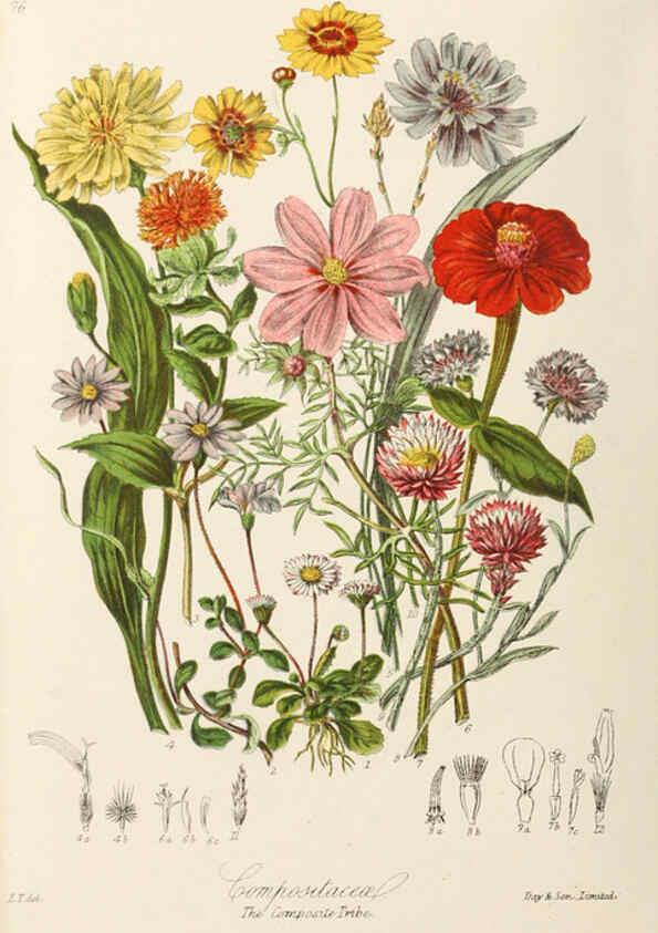 Reproducción/Reproduction 6059042508: Illustrations of the natural orders of plants with groups and descriptions. v.1 London :Sampson Low, Son, and Marston,1868