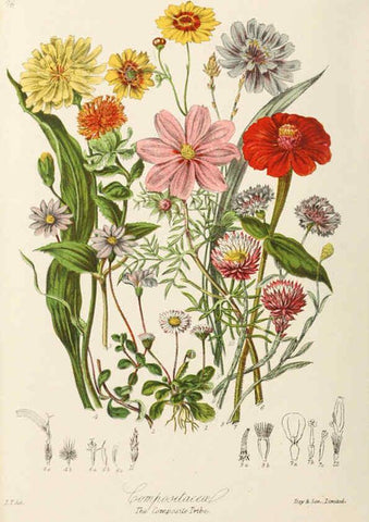 Reproducción/Reproduction 6059042508: Illustrations of the natural orders of plants with groups and descriptions. v.1 London :Sampson Low, Son, and Marston,1868