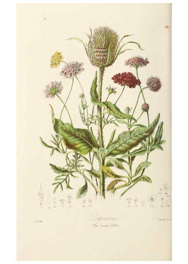 Reproducción/Reproduction 6059042748: Illustrations of the natural orders of plants with groups and descriptions. v.1 London :Sampson Low, Son, and Marston,1868