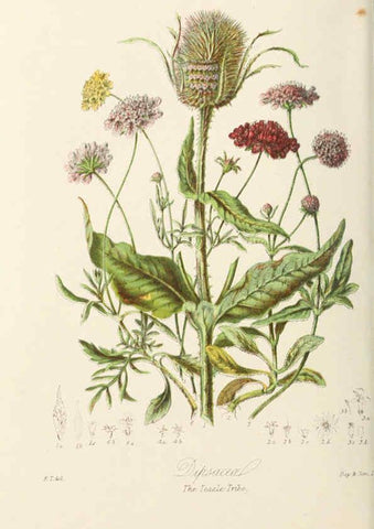 Reproducción/Reproduction 6059042748: Illustrations of the natural orders of plants with groups and descriptions. v.1 London :Sampson Low, Son, and Marston,1868