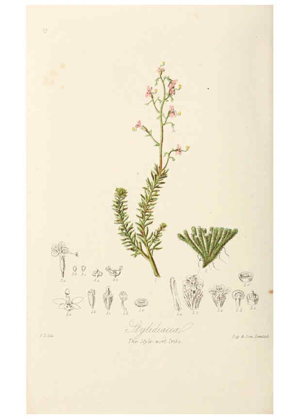 Reproducción/Reproduction 6058495201: Illustrations of the natural orders of plants with groups and descriptions. v.1 London :Sampson Low, Son, and Marston,1868