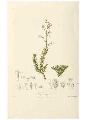 Reproducción/Reproduction 6058495201: Illustrations of the natural orders of plants with groups and descriptions. v.1 London :Sampson Low, Son, and Marston,1868