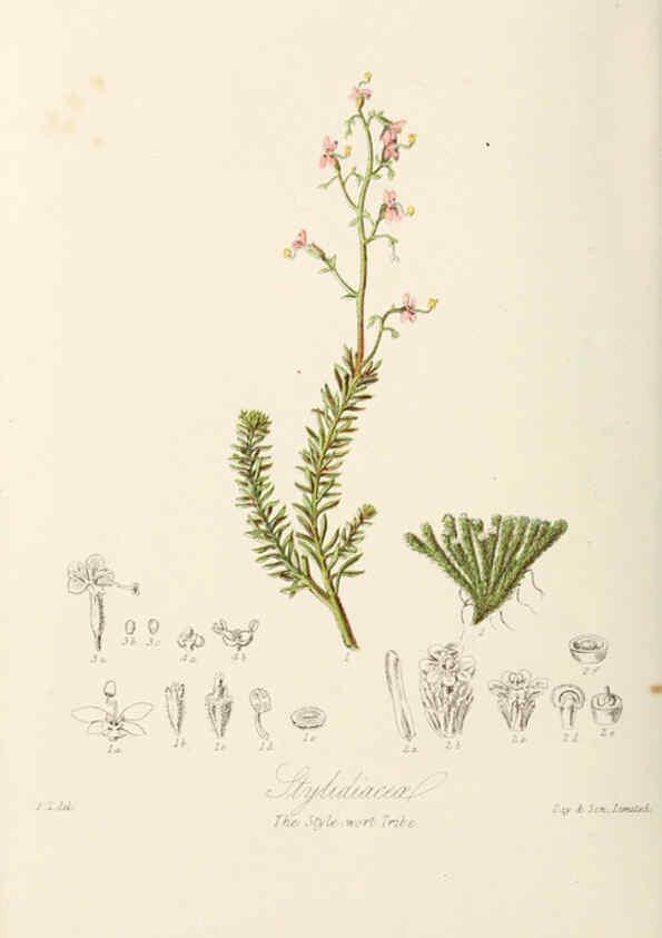 Reproducción/Reproduction 6058495201: Illustrations of the natural orders of plants with groups and descriptions. v.1 London :Sampson Low, Son, and Marston,1868