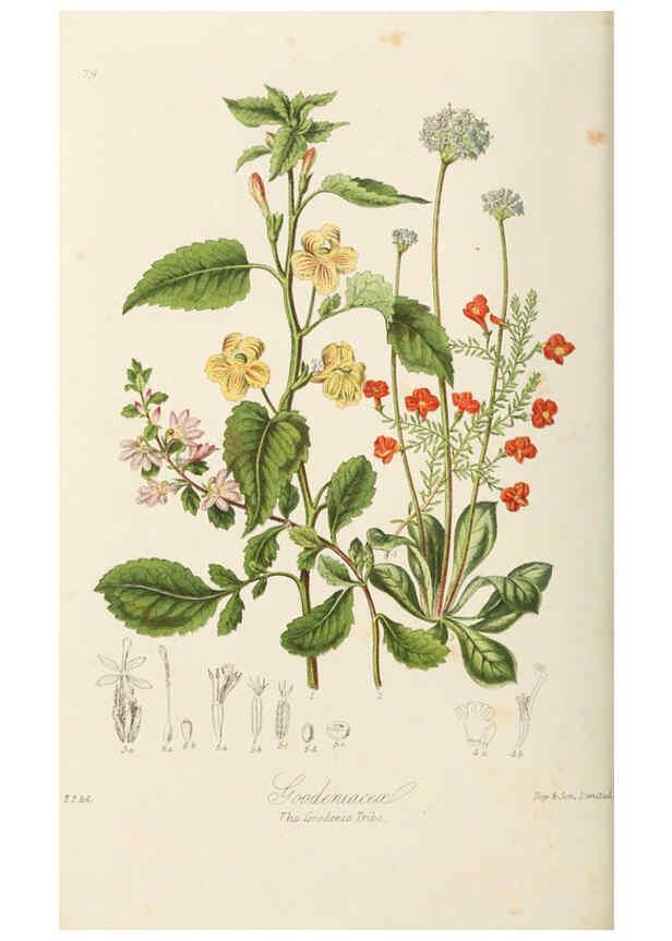 Reproducción/Reproduction 6058495439: Illustrations of the natural orders of plants with groups and descriptions. v.1 London :Sampson Low, Son, and Marston,1868