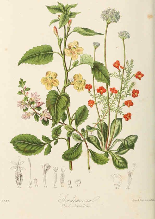 Reproducción/Reproduction 6058495439: Illustrations of the natural orders of plants with groups and descriptions. v.1 London :Sampson Low, Son, and Marston,1868