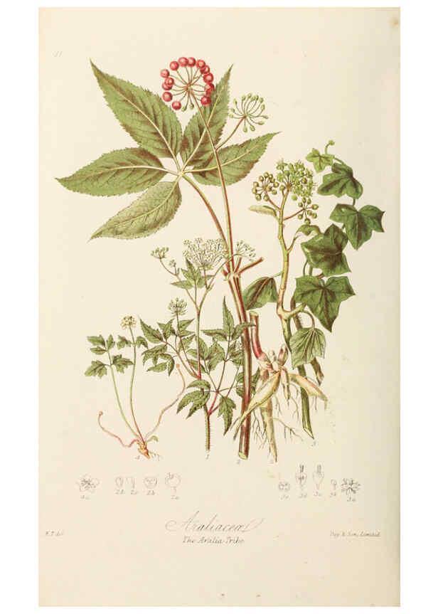 Reproducción/Reproduction 6059041256: Illustrations of the natural orders of plants with groups and descriptions. v.1 London :Sampson Low, Son, and Marston,1868