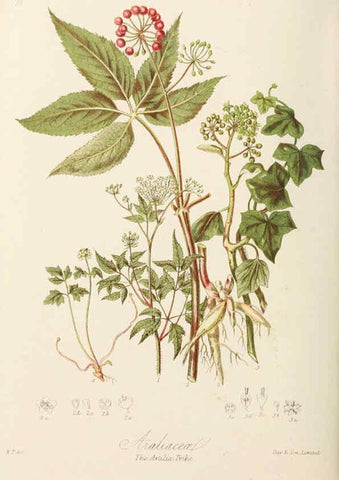 Reproducción/Reproduction 6059041256: Illustrations of the natural orders of plants with groups and descriptions. v.1 London :Sampson Low, Son, and Marston,1868