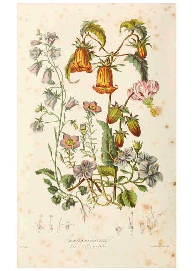 Reproducción/Reproduction 6058495689: Illustrations of the natural orders of plants with groups and descriptions. v.1 London :Sampson Low, Son, and Marston,1868