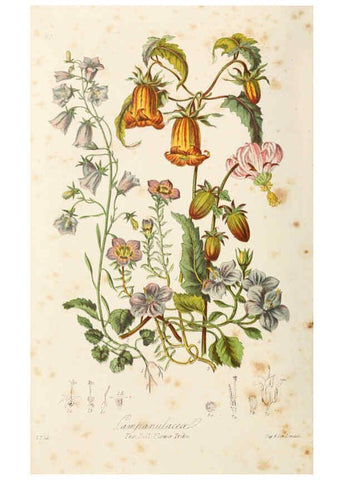 Reproducción/Reproduction 6058495689: Illustrations of the natural orders of plants with groups and descriptions. v.1 London :Sampson Low, Son, and Marston,1868