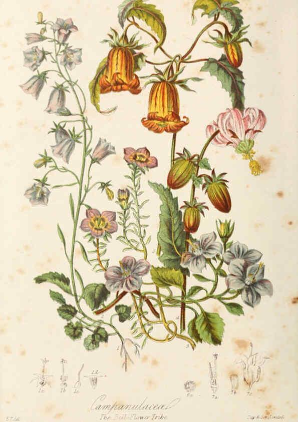 Reproducción/Reproduction 6058495689: Illustrations of the natural orders of plants with groups and descriptions. v.1 London :Sampson Low, Son, and Marston,1868
