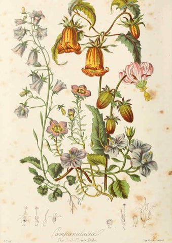 Reproducción/Reproduction 6058495689: Illustrations of the natural orders of plants with groups and descriptions. v.1 London :Sampson Low, Son, and Marston,1868