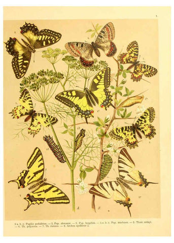 Reproducción/Reproduction 6059070826: Fr. Berge's Schmetterlingsbuch nach dem gegenwärtigen Stande der Lepidopterologie neu bearb. und hrsg. von Professor Dr. H. Rebel ... Stuttgart,E. Schweizerbart,1910
