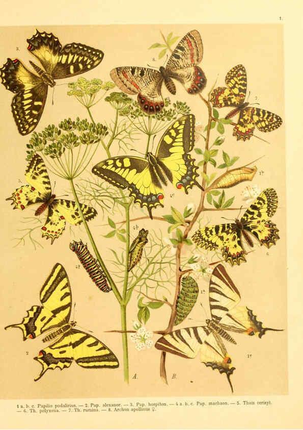 Reproducción/Reproduction 6059070826: Fr. Berge's Schmetterlingsbuch nach dem gegenwärtigen Stande der Lepidopterologie neu bearb. und hrsg. von Professor Dr. H. Rebel ... Stuttgart,E. Schweizerbart,1910