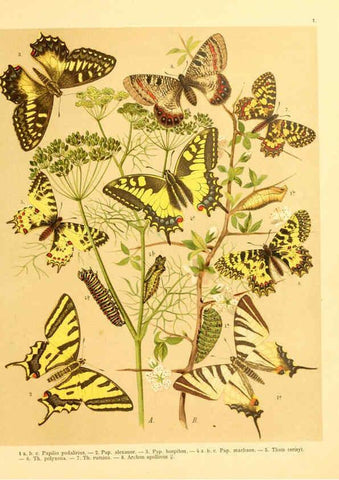 Reproducción/Reproduction 6059070826: Fr. Berge's Schmetterlingsbuch nach dem gegenwärtigen Stande der Lepidopterologie neu bearb. und hrsg. von Professor Dr. H. Rebel ... Stuttgart,E. Schweizerbart,1910