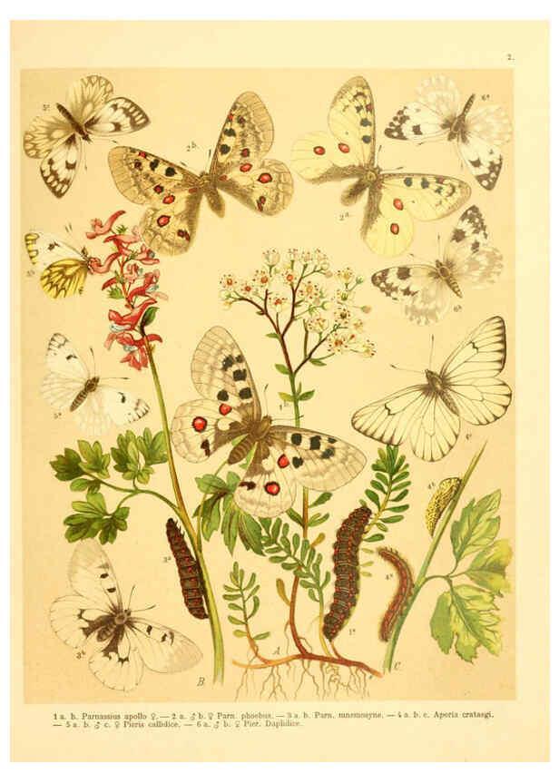 Reproducción/Reproduction 6059070944: Fr. Berge's Schmetterlingsbuch nach dem gegenwärtigen Stande der Lepidopterologie neu bearb. und hrsg. von Professor Dr. H. Rebel ... Stuttgart,E. Schweizerbart,1910
