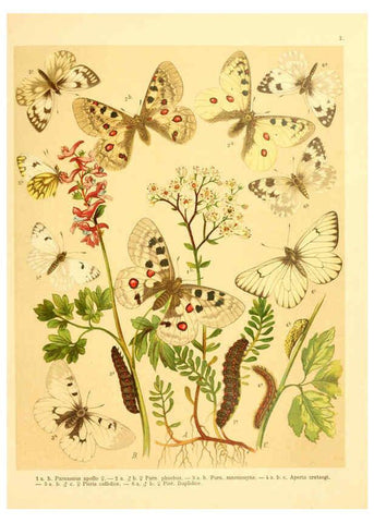 Reproducción/Reproduction 6059070944: Fr. Berge's Schmetterlingsbuch nach dem gegenwärtigen Stande der Lepidopterologie neu bearb. und hrsg. von Professor Dr. H. Rebel ... Stuttgart,E. Schweizerbart,1910