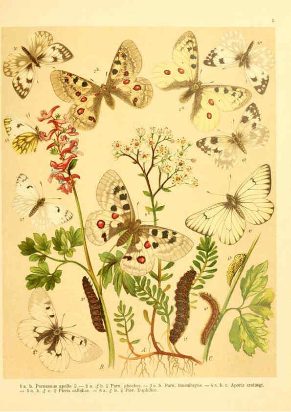 Reproducción/Reproduction 6059070944: Fr. Berge's Schmetterlingsbuch nach dem gegenwärtigen Stande der Lepidopterologie neu bearb. und hrsg. von Professor Dr. H. Rebel ... Stuttgart,E. Schweizerbart,1910