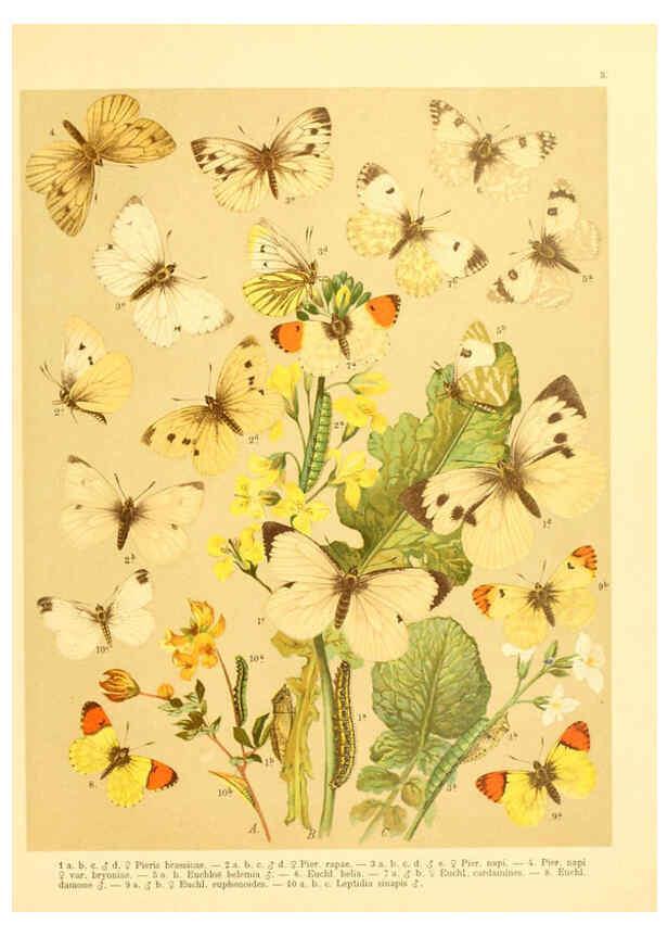 Reproducción/Reproduction 6059073382: Fr. Berge's Schmetterlingsbuch nach dem gegenwärtigen Stande der Lepidopterologie neu bearb. und hrsg. von Professor Dr. H. Rebel ... Stuttgart,E. Schweizerbart,1910