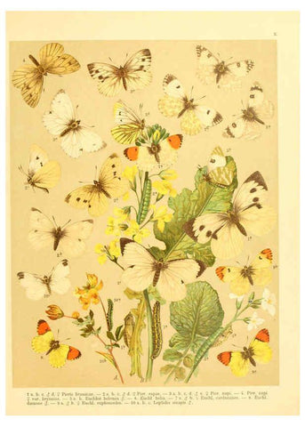 Reproducción/Reproduction 6059073382: Fr. Berge's Schmetterlingsbuch nach dem gegenwärtigen Stande der Lepidopterologie neu bearb. und hrsg. von Professor Dr. H. Rebel ... Stuttgart,E. Schweizerbart,1910