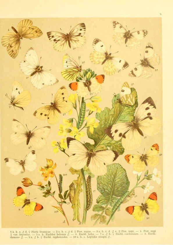 Reproducción/Reproduction 6059073382: Fr. Berge's Schmetterlingsbuch nach dem gegenwärtigen Stande der Lepidopterologie neu bearb. und hrsg. von Professor Dr. H. Rebel ... Stuttgart,E. Schweizerbart,1910