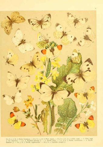 Reproducción/Reproduction 6059073382: Fr. Berge's Schmetterlingsbuch nach dem gegenwärtigen Stande der Lepidopterologie neu bearb. und hrsg. von Professor Dr. H. Rebel ... Stuttgart,E. Schweizerbart,1910