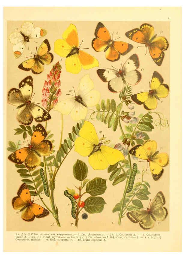 Reproducción/Reproduction 6059073614: Fr. Berge's Schmetterlingsbuch nach dem gegenwärtigen Stande der Lepidopterologie neu bearb. und hrsg. von Professor Dr. H. Rebel ... Stuttgart,E. Schweizerbart,1910