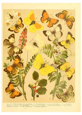 Reproducción/Reproduction 6059073614: Fr. Berge's Schmetterlingsbuch nach dem gegenwärtigen Stande der Lepidopterologie neu bearb. und hrsg. von Professor Dr. H. Rebel ... Stuttgart,E. Schweizerbart,1910