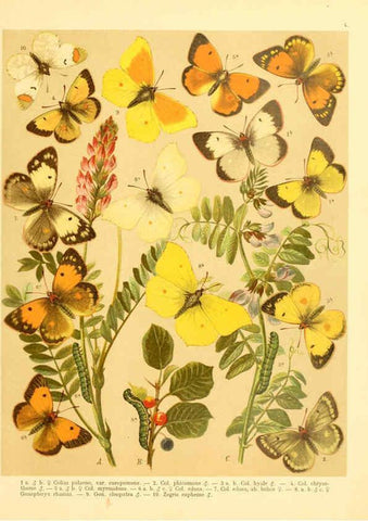Reproducción/Reproduction 6059073614: Fr. Berge's Schmetterlingsbuch nach dem gegenwärtigen Stande der Lepidopterologie neu bearb. und hrsg. von Professor Dr. H. Rebel ... Stuttgart,E. Schweizerbart,1910